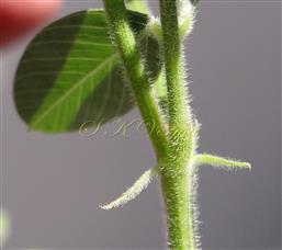  Stipules